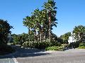 Washington Palm